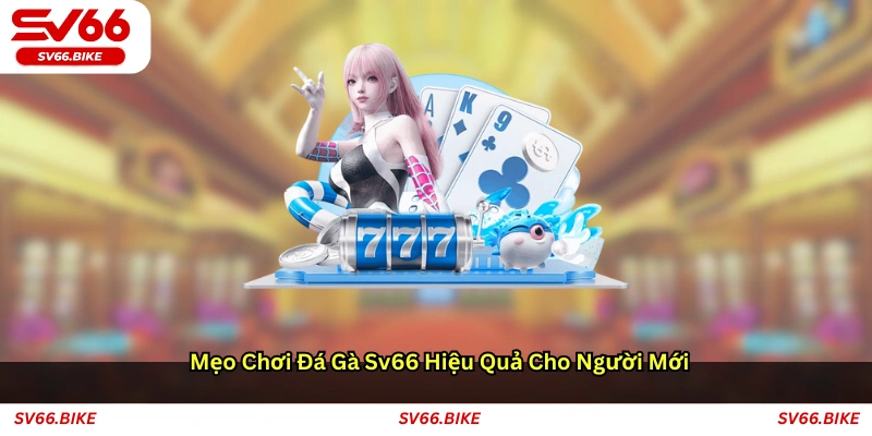 Mẹo chơi đá gà SV66 hiệu quả cho người mới