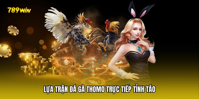 Lựa trận Đá Gà Thomo Trực Tiếp tỉnh táo